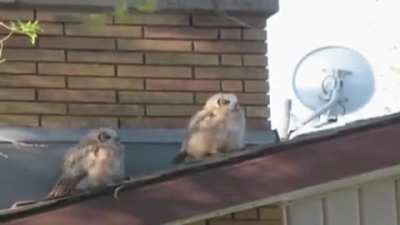 In bird culture this is considered a "dick move"