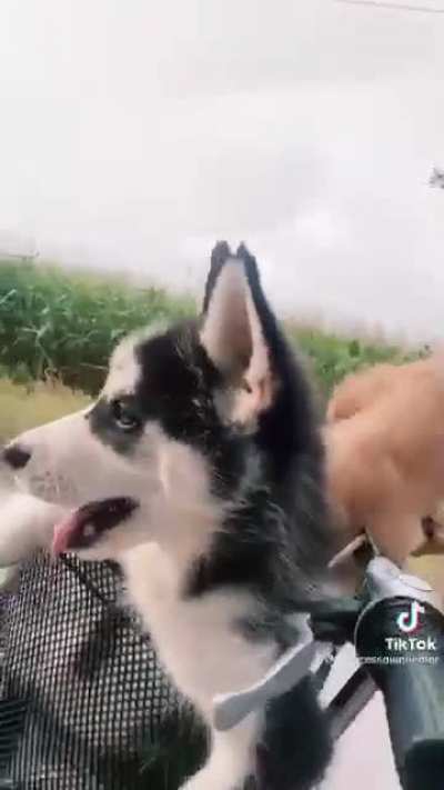 Cutest thing I&rsquo;ve seen all day
