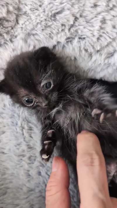 Smol