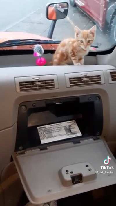 Trucker and his kitten