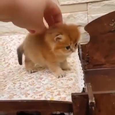 Tiny orange floof
