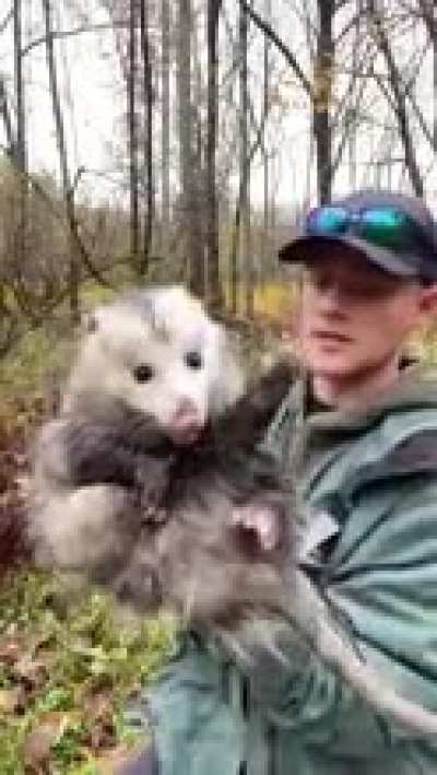 That&rsquo;s literally me (rule) (I&rsquo;m the opossum) (the opossum is literally me)