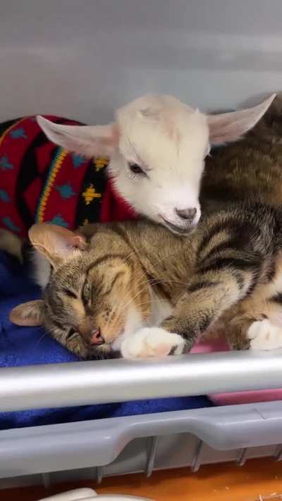 Tabitha the cat volunteering to help look after new arrivals, Bubbles and Squeak, at Edgar&rsquo;s Mission in Australia