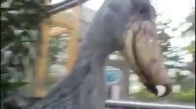 A shoebill visiting you literally sounds like a shootout at the arcades