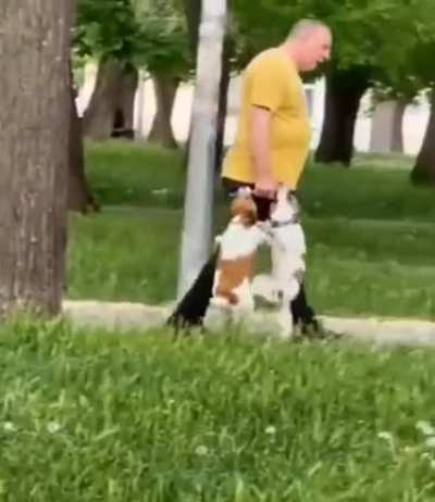Just a normal day heading home from the park...