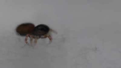 This baby jumping spider has captured my heart.