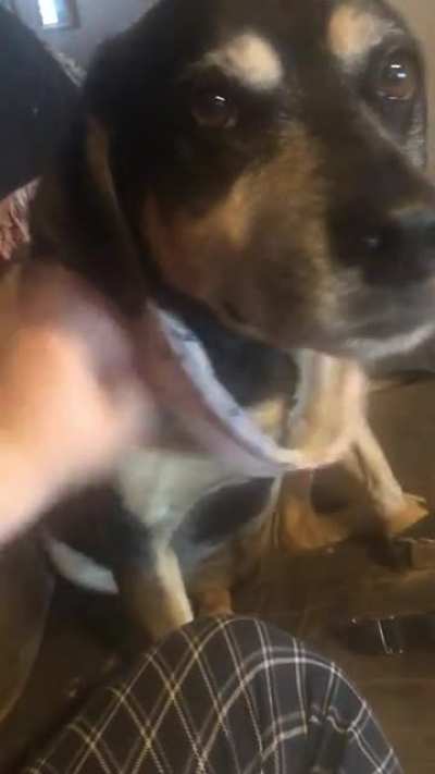 Pets for our old boy Nyle. I can&rsquo;t just post Lexi all the time cause it raises the bar too high and because our other dogs need representation! Black dogs represent!