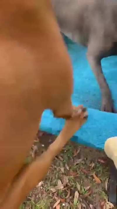 D: Tadinho ele s&oacute; queria deitar na rede e