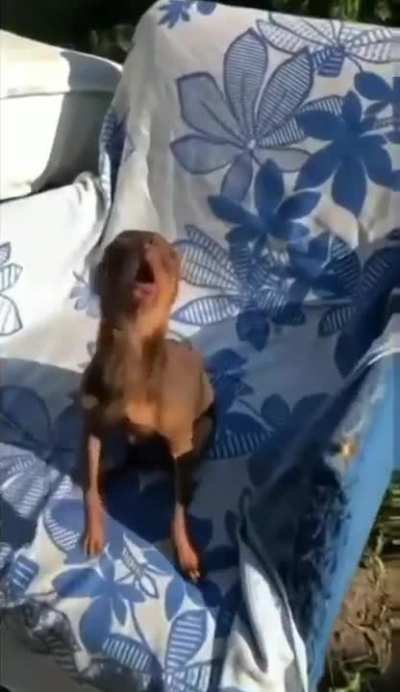 Chihuahua
