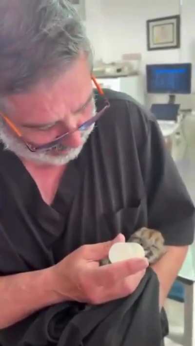 Una mamá puma y sus tres cachorros fueron atropellados en Ruta 40, provincia de Neuquén, el único bebé sobreviviente lucha por recuperarse bajo atención veterinaria y esta siendo acompañado y protegido por una gata domestica