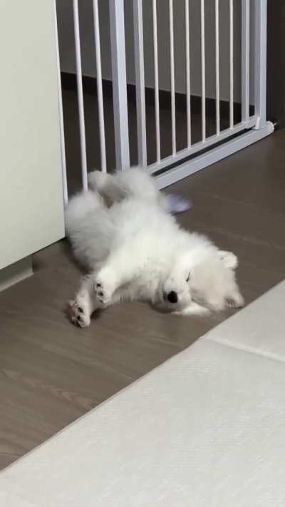 Funny dog videos 🐕
