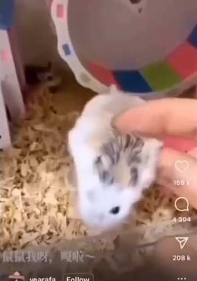 I want a hampter 🐹