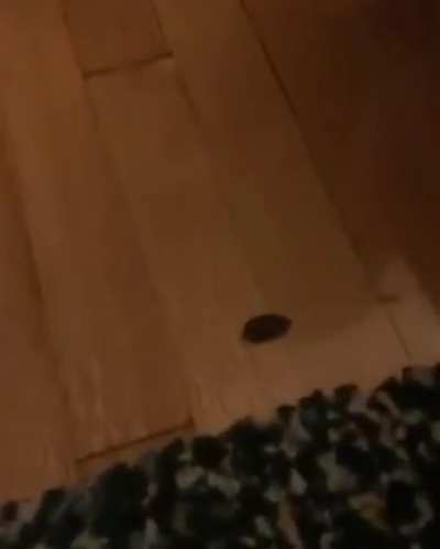 Wife had me convinced I hit a cockroach so hard I blew it&rsquo;s legs off&hellip;. It was a chocolate almonds