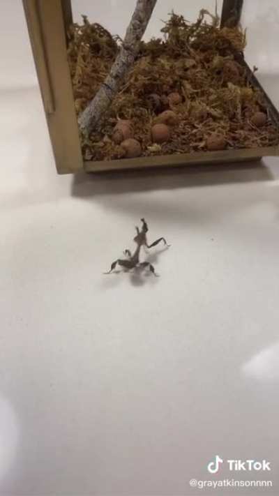 Stick bug does the Conga