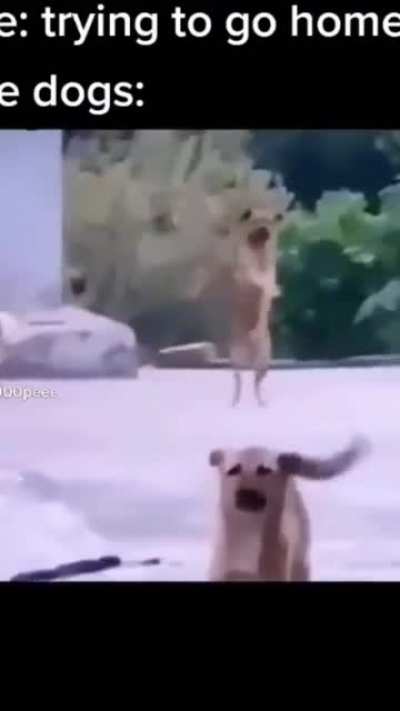 what da dog doin