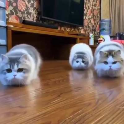 Paper Tigers