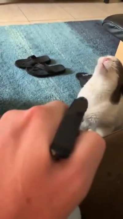 sErIAL MurdErEr shoOtS caT in tHe FAcE at pOINt blank