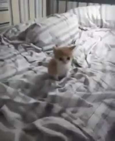 Gato dubstep