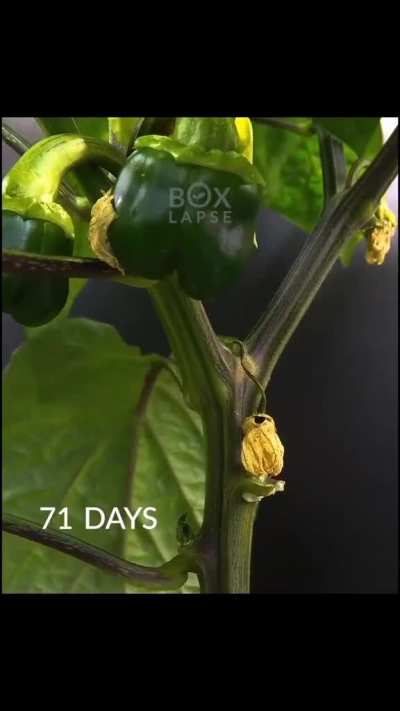 Time-lapse of a red bell pepper plant from seed to fruit