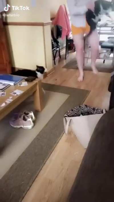 Don't turn your back on a cat