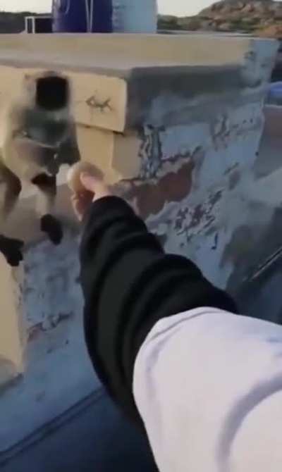 Never anger a monkey...
