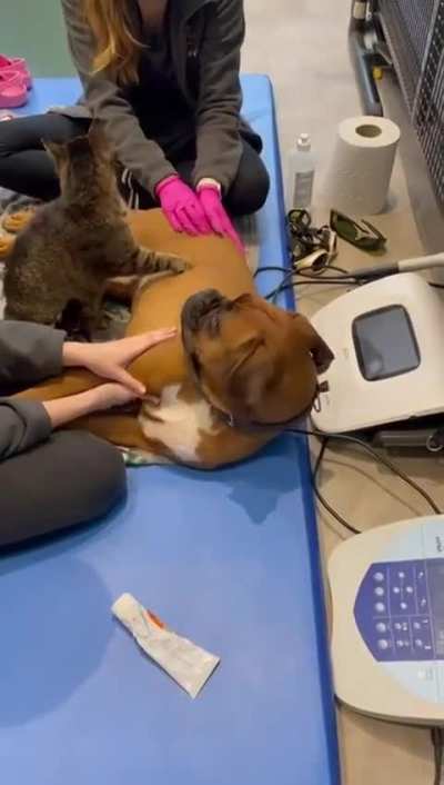 Trust me, I&rsquo;m a dogtor