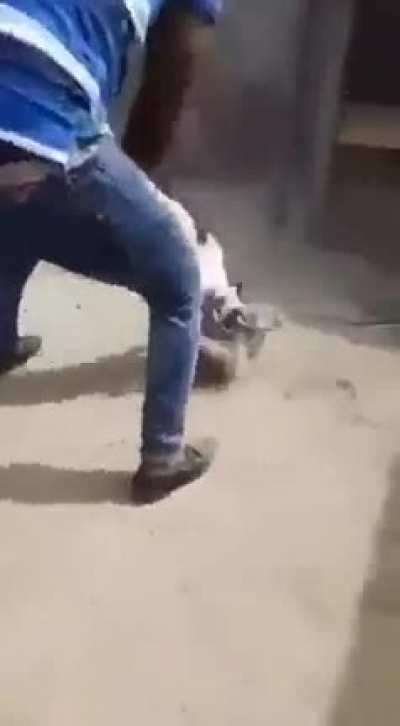 Esse c&atilde;o vai matar o mamaco