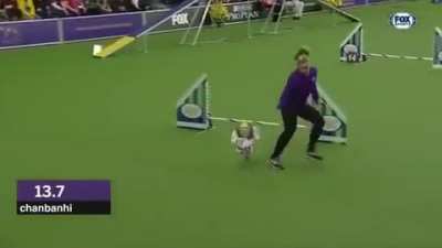 You might think this is another dog race. BUT NO!!! Just some stellar editing.