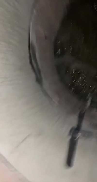 Sewer life