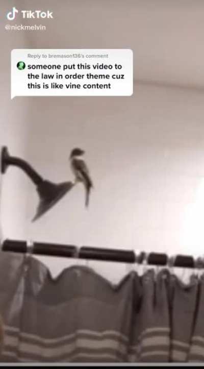Bird snatch
