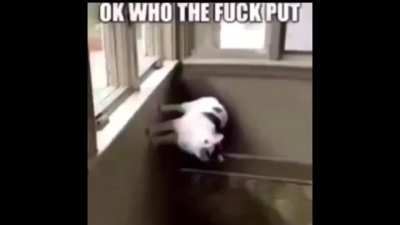 Cuppa upvotes for me so I can post please? Im new to Reddit, thanks :)