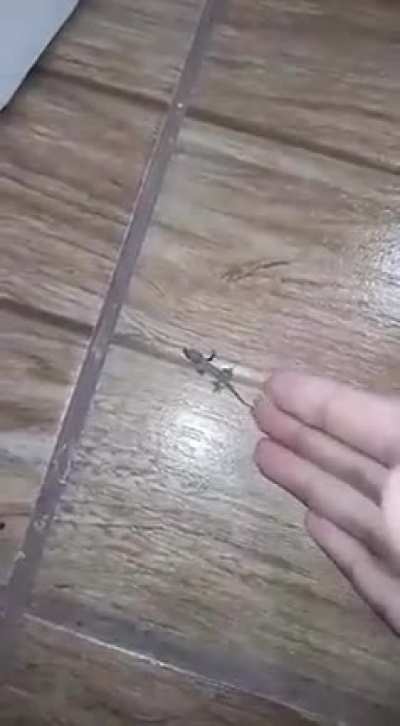 Un Lagarto
