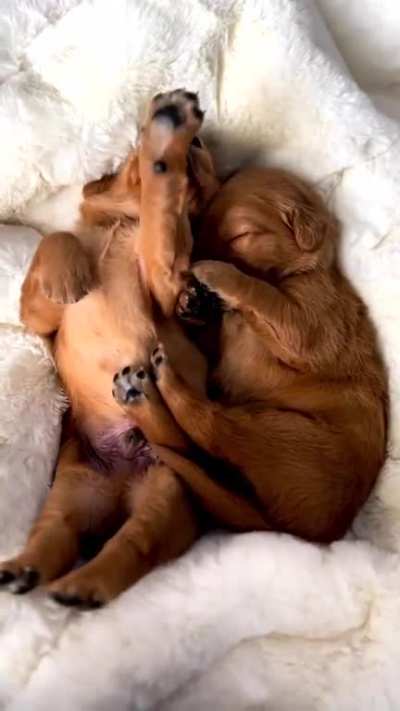 It's just Bear &amp;amp; Bowie snuggling up for a nap...