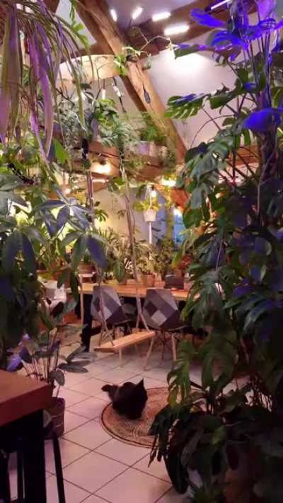 My exotic indoor jungle (&amp;gt;350 plants)