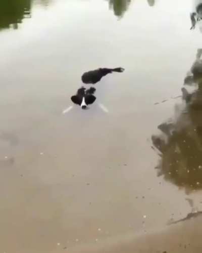 Crocodog