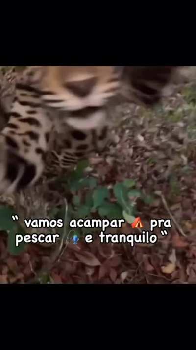 ON&Ccedil;A PINTUDA 😱😱