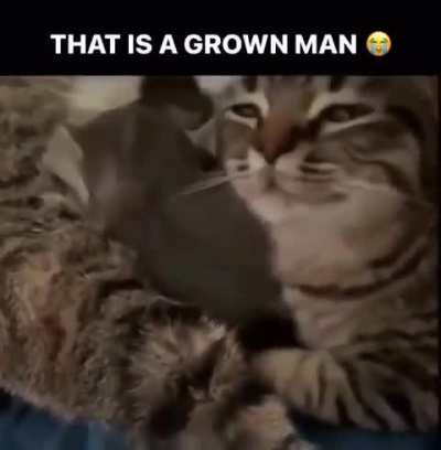 Kat