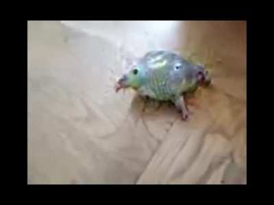 cursed_frog