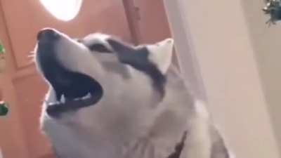 Paw-varotti