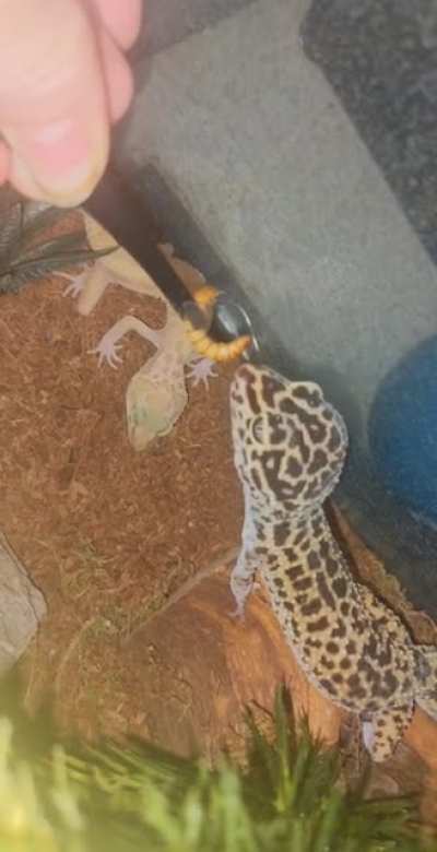 When your gecko mistakes your finger for a worm