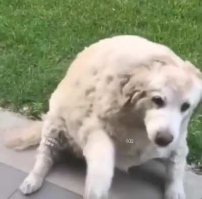 This doggo is 20 years old but he still waves at everything that says hello.