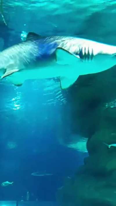 Jaws