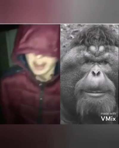 😎 🦍