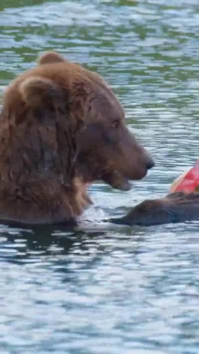 Bears skinning a salmon.