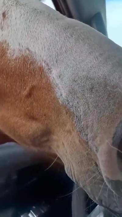 Caballo corrupto