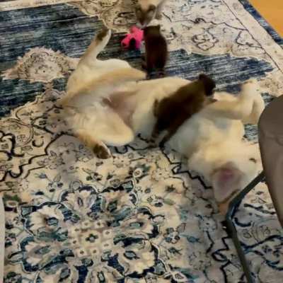 Two babies I&rsquo;m fostering having some downtime