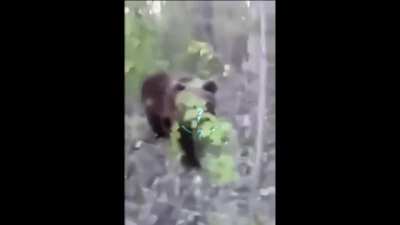 Bear Spotted