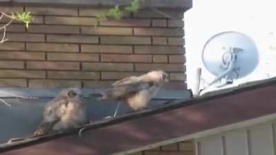 watchbirdschirpinside