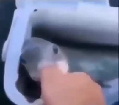 When the fish: