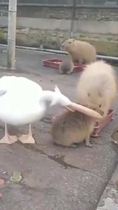 HE MONCH BUTT